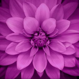 Meet your Posher, Keshera